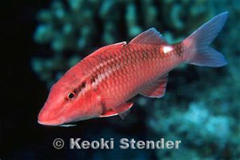 Parupeneus porphyreus .